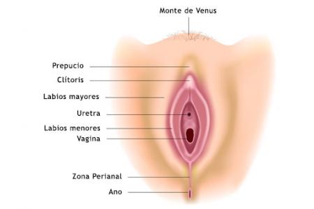 Tipos de vulvas. Partes de la vulva